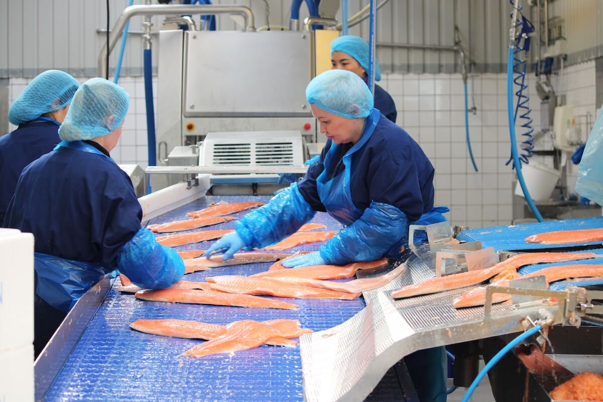 Laksesider på bånd i produktion